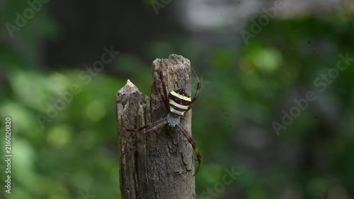 Argiope bruennichi or wasp spider. It is a species of orb- weaver spider found in Europe, Asia and Africa. This species features distinctive yellow, white and black markings on its abdomen.