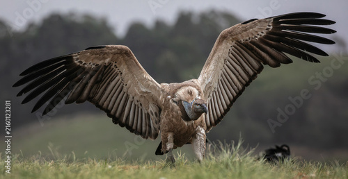 Cape vulture landing on grass in the Drakensberg mountains with wings spead wide.