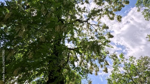Upward wide-angle shot of green tree canopy against bright blue sky. Camera moves and rotates, sweeping from dense foliage to open sky with sunlight flare and scattered white clouds.