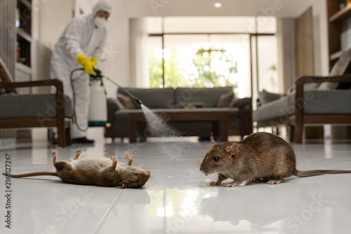 Professional Rodent Control Technician Inspecting Residential Property for Rat Infestation, Pest Control, Rodent Removal, Home Protection, Extermination and Pest Management Services