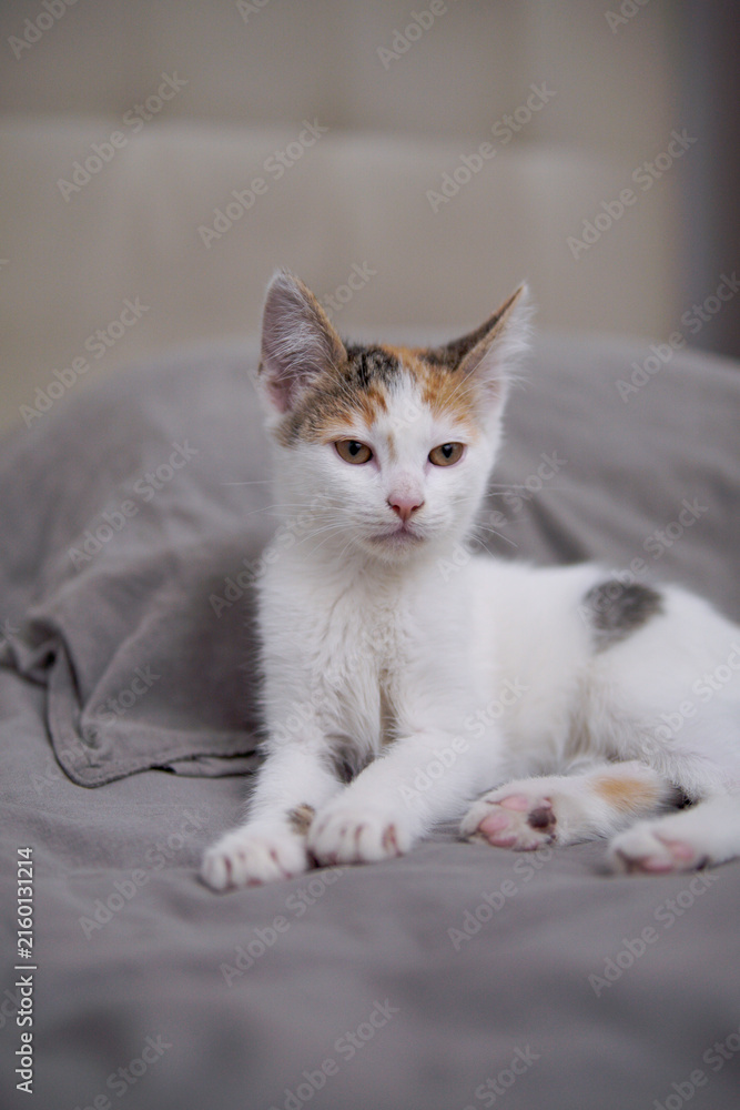 Naklejka premium Calico kitten resting on bed looking directly at camera
