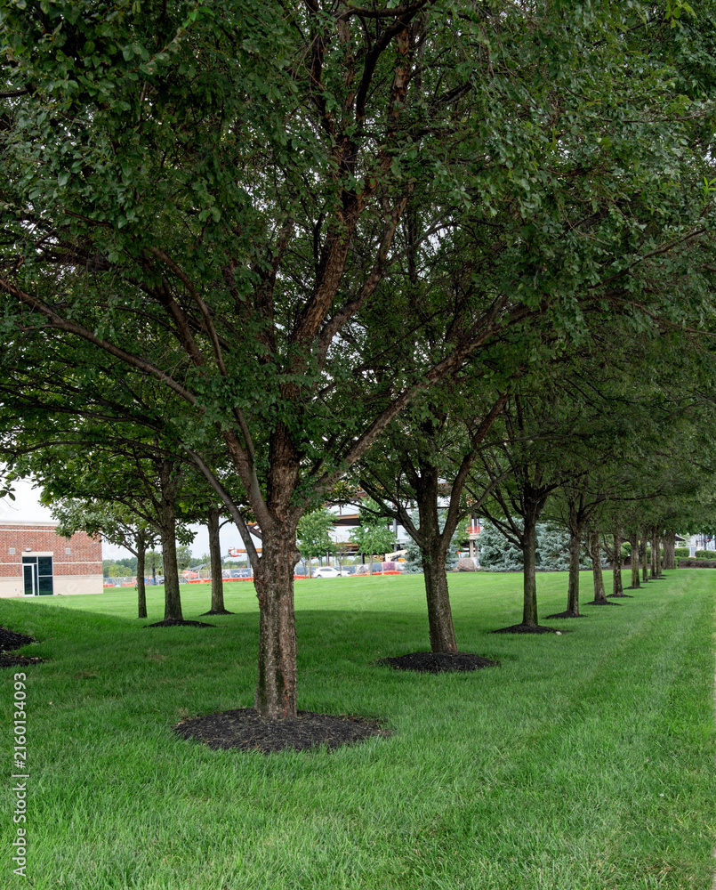 Obraz premium Urban Tree Line