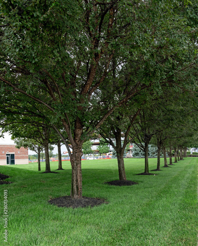 Urban Tree Line