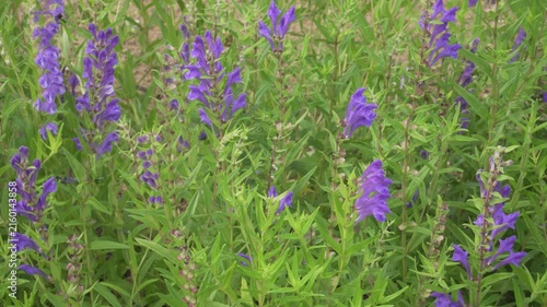 A shallow depth-of-field close-up shot of blooming Baikal skullcap (Scutellaria baicalensis) purple flowers surrounded by lush green stems and leaves.