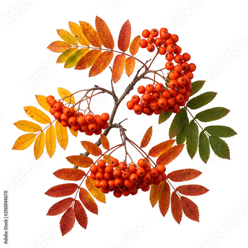 Autumn rowanberry branch with orange and red leaves isolated on transparent background for fall decor
