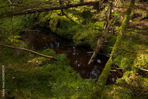 Small pond in Kladske raseliny, Slavkovsky les, Czech republic,Europe
