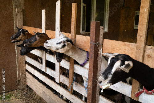Konstfotografi Brown and white horned goats interacting inside a wooden barn enclosure, rural livestock farming, animal husbandry, pastoral countryside concept