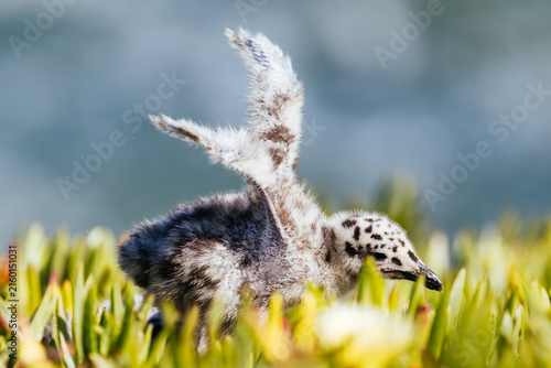 Canvastavla Fluffy spotted juvenile gull chick exercising its wings in green ice plant at Na