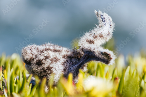 фотографія Tiny fluffy speckled bird chick in green succulents by ocean.