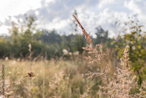 Close up of dry wild grass panicles glowing in golden morning sunlight in a beautiful rural field, natural landscape photography capturing delicate stems and soft backlight outdoors in summer season.