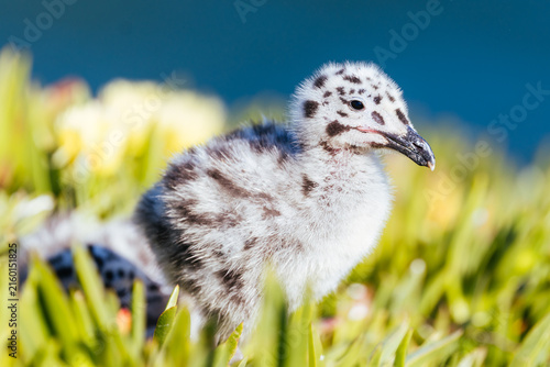 Foto Close up of fluffy Western Gull chick in green coastal ice plant over ocean