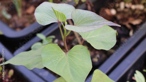 Young sweet potato plant growing in a nursery tray