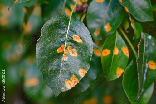 Fotografía Green pear tree leaves affected by pear rust fungal disease closeup