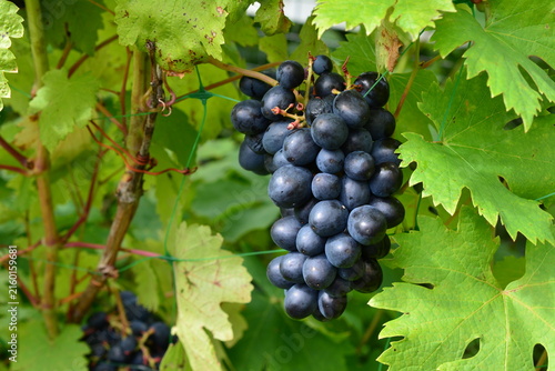 Foto Black Grapes Growing on Vine in Vineyard among green leaves, Vitis vinifera, clu