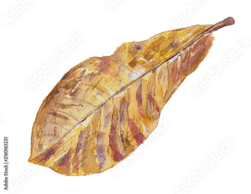 Hand Drawn Watercolor Illustration of Dry Brown Autumn Fallen Leaf Isolated on White Background