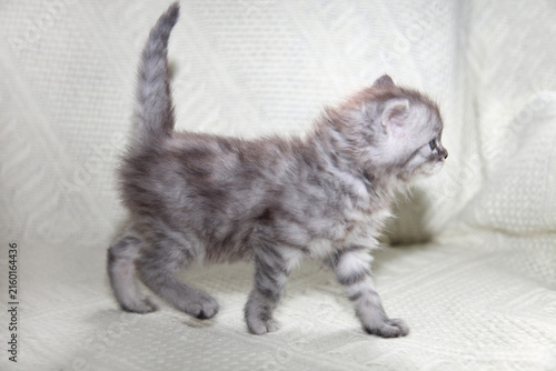 Portrait of cute grey kitten