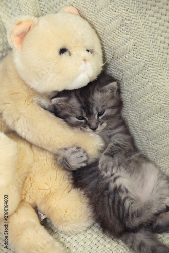 Portrait of cute grey kitten