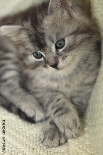 Portrait of cute grey kitten