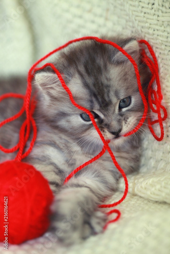 Portrait of cute grey kitten