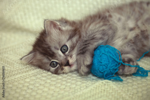 Portrait of cute grey kitten
