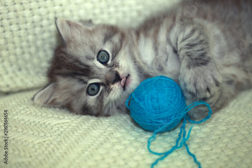 Portrait of cute grey kitten