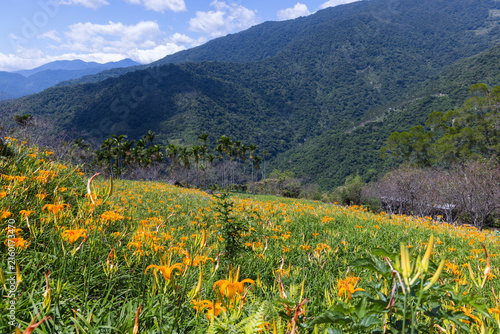 Foto Scenic view of orange daylily field