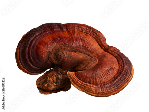 Premium Reishi Mushroom Ganoderma Lucidum Isolated on Transparent Background