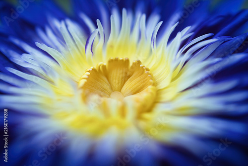 夏の水面に浮かぶ美しい睡蓮の花