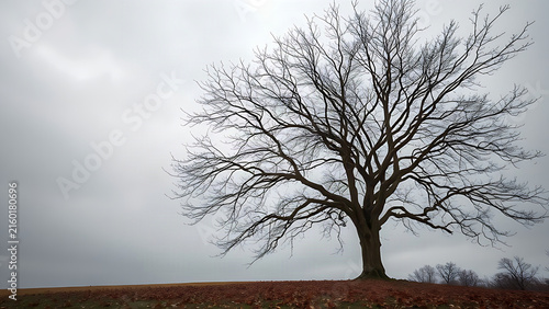 A solitary tree in late autumn with bare branches against an overcast sky.