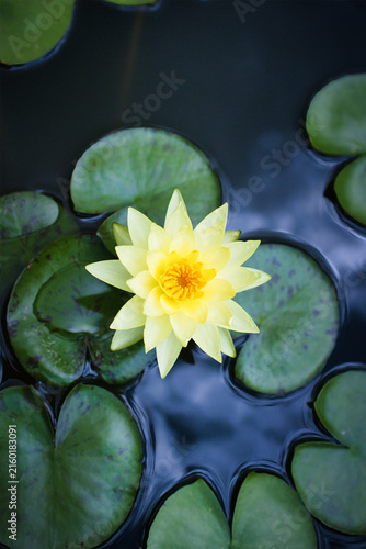 夏の水面に浮かぶ美しい睡蓮の花