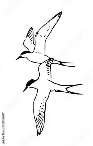 Two Flying Terns Seabirds Vintage Line Art Vector Illustration