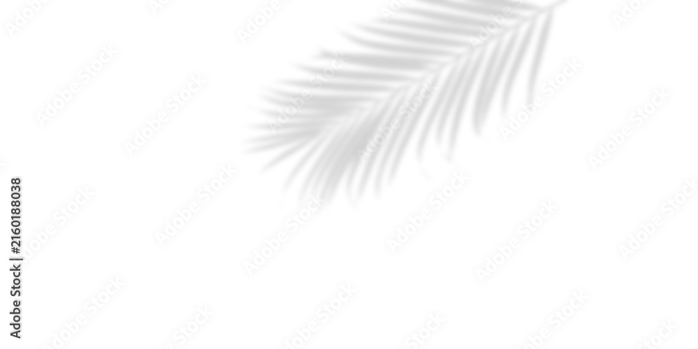 Fototapeta premium Shadow of a tropical palm leaf on a white wall overlay effect for design, presentation and mockup isolated on transparent background