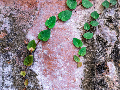 Green creeping vine leaves on weathered terracotta wall nature outdoor