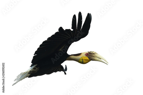 pose of a wreathed hornbill in flight