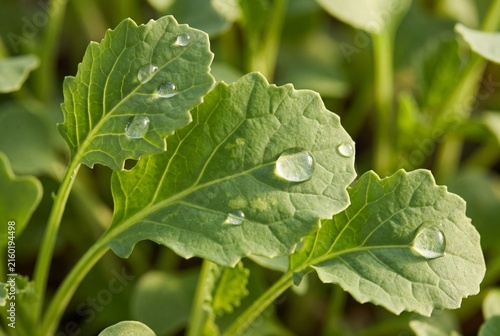 Fresh kale microgreens with natural dew drops