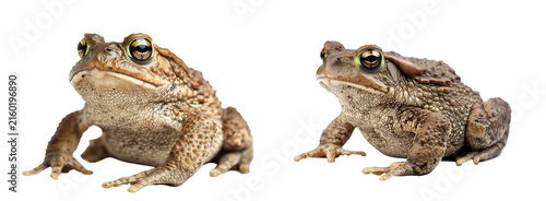Two brown toads sitting isolated on a transparent background