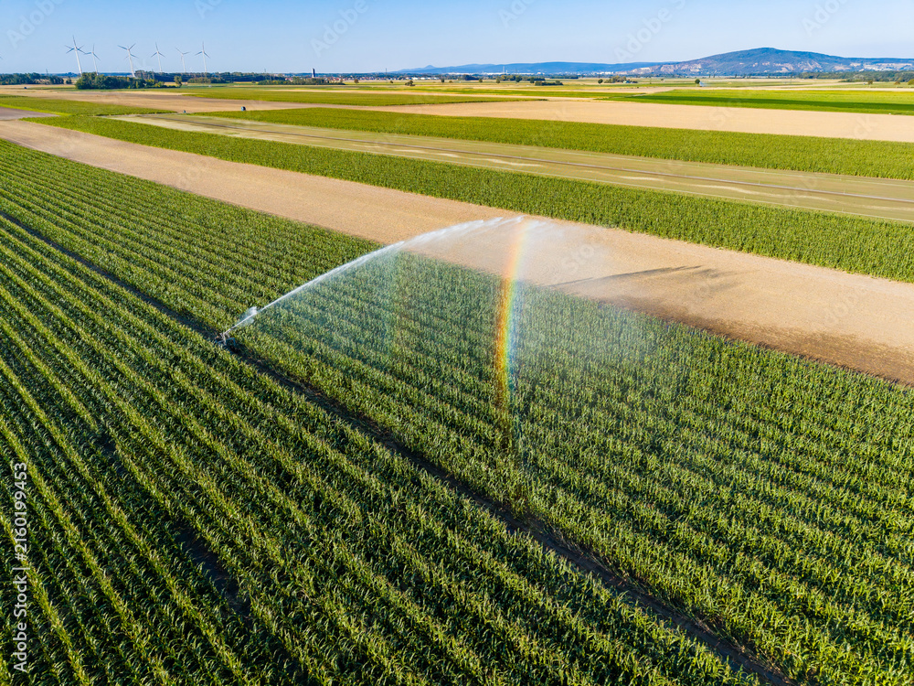 Fototapeta premium Farm field with irrigation system spraying water on crops in daytime