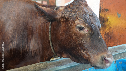 Obraz na plátne Side profile portrait of a brown cattle with rope halter resting near a feeding trough