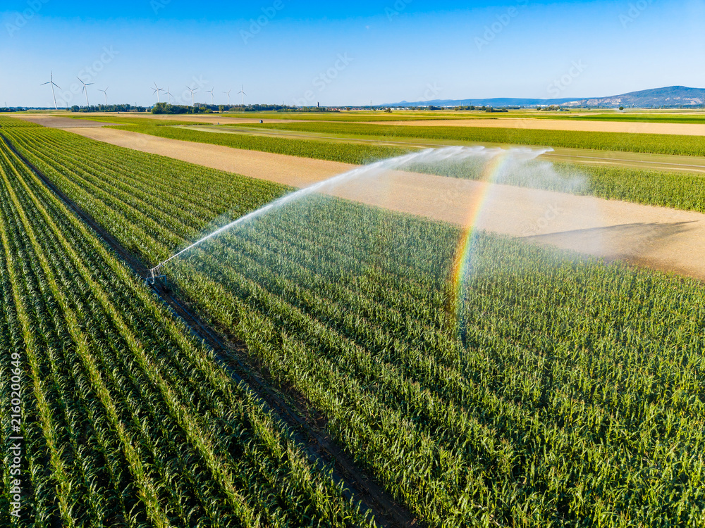 Fototapeta premium Watering crops in a large farm with irrigation systems on a sunny day in a rural area