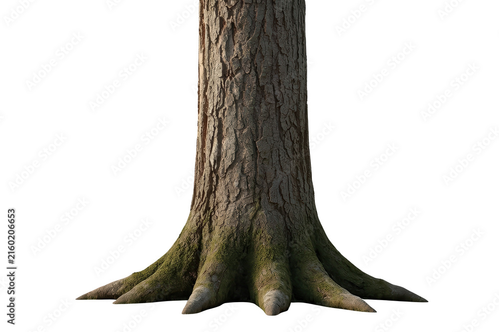 Fototapeta premium Mature tree trunk base with mossy exposed roots