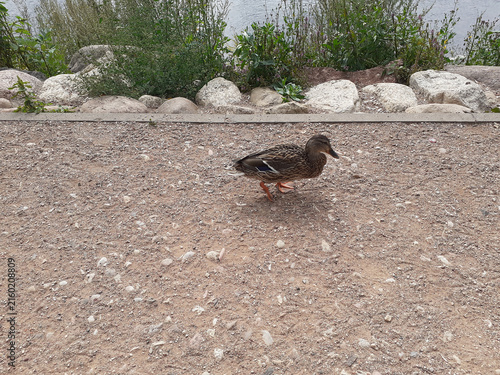 Obraz na plátne A waterfowl walks with its webbed feet