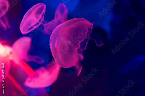 Photography Glowing pink jellyfish floating in deep blue water with vivid neon lighting, tra