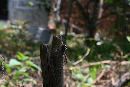 Argiope bruennichi or wasp spider. It is a species of orb- weaver spider found in Europe, Asia and Africa. This species features distinctive yellow, white and black markings on its abdomen.
