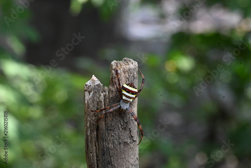 Argiope bruennichi or wasp spider. It is a species of orb- weaver spider found in Europe, Asia and Africa. This species features distinctive yellow, white and black markings on its abdomen.
