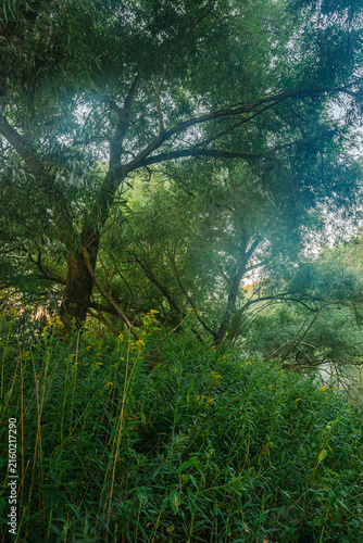 Vertical view of lush green trees and yellow wildflowers growing densely along a quiet riverbank.
