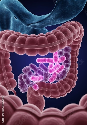 Colon with gut microflora and bacteria inside human intestine. 3D visualization of digestive system and microbiome. Medical concept of healthy digestion, probiotics and gut health.