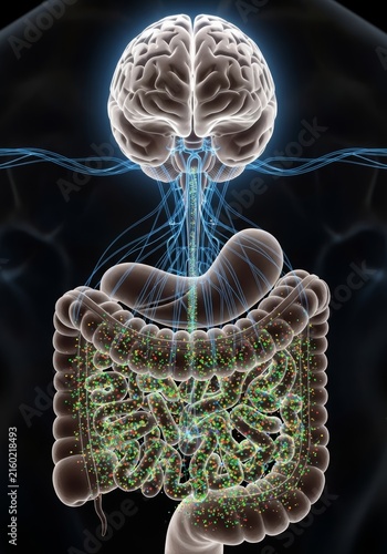 Human brain connected to digestive system via vagus nerve. Illustration of gut brain axis with neural network and microbiome simulation. Biological connection for medical science.