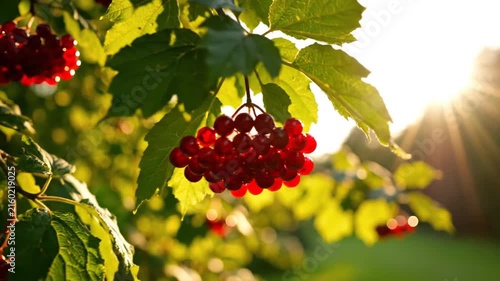 Red viburnum berries hanging on bush branch under golden sunset light