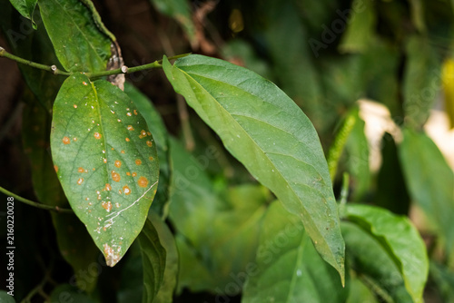 Close-up of damaged Java long pepper leaves (Piper retrofractum) showing serpentine leaf miner trails, brown leaf spots, discoloration, and surface damage, illustrating plant pest infestation