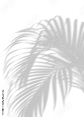 Soft Gray Tropical Palm Leaf Shadow Overlay on Transparent Background